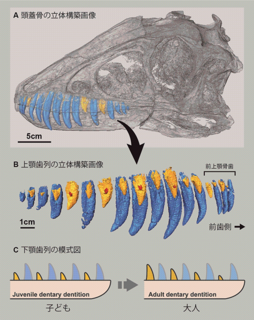 ティラノサウルス科の化石から、歯の生えかわりの規則性を解明　未熟な個体の解析がもたらす成長についての新知見