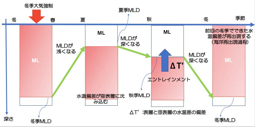 図1 海洋再出現過程を表した簡易図。MLD とは、「混合層厚(Mixed Layer Depth)」を表していて、密度(、水温、塩分)が海⾯から⼀定の層で、⼀般に冬には厚く、夏には薄いという性質がある。⼤気は混合層の中の海水にのみ影響を表していて、混合層から下の海水は⼤気から隔離される。