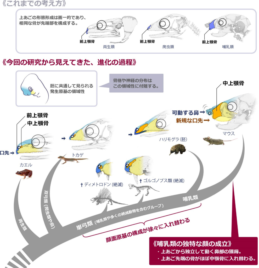 哺乳類の顔を作ったダイナミックな進化過程　～哺乳類の鼻は祖先の口先だった～
