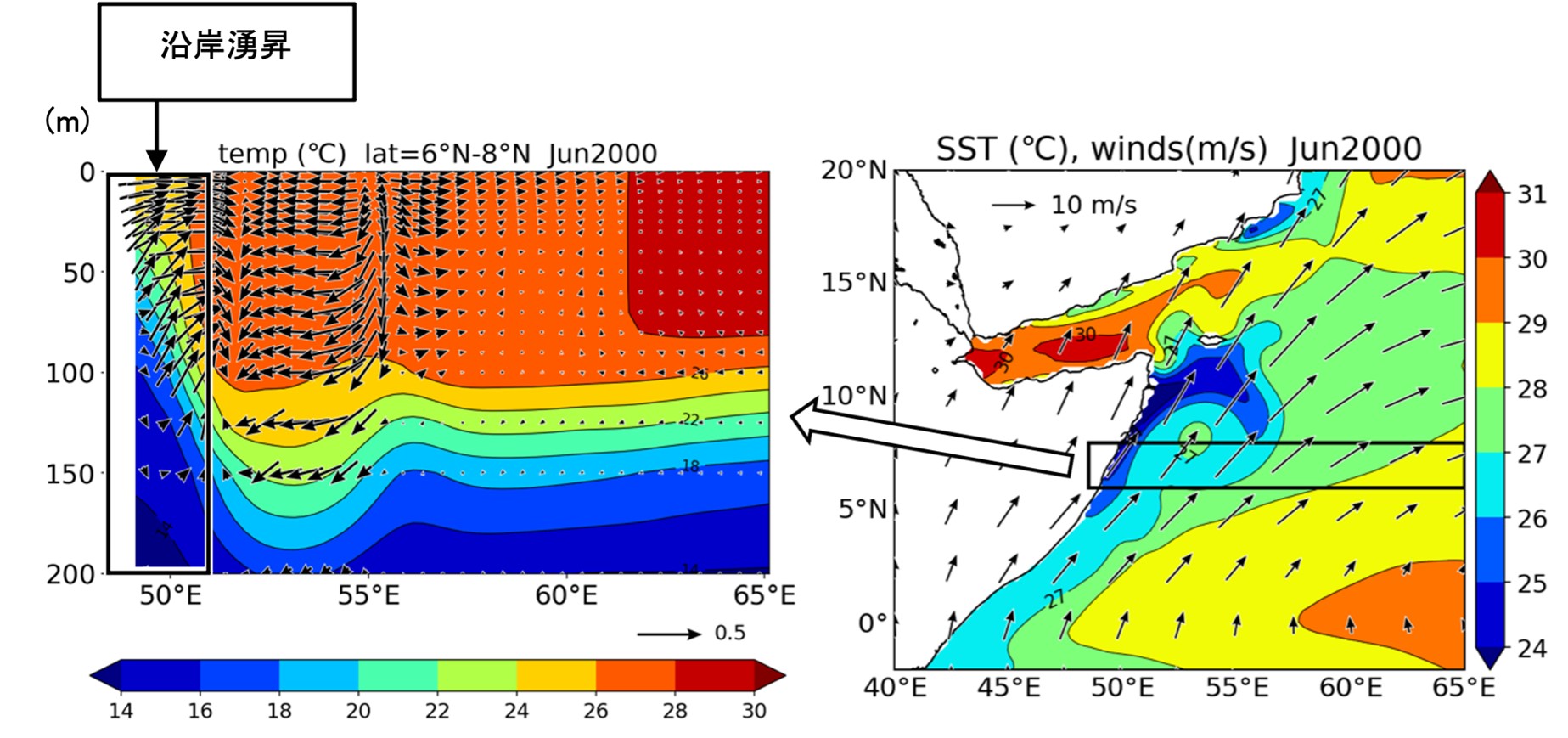 図2 海洋モデルで計算された西部アラビア海における2000年6月の（左）水温（色、℃）、流速（矢印、東西流：m/s、鉛直流：10-4 m/s）の経度-鉛直断面と（右）海面水温（色、℃）、海上風（矢印、m/s）の水平分布。