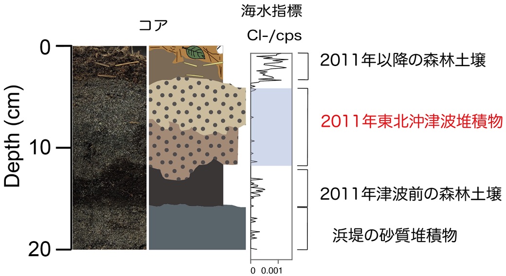 （図２）2011年東北沖津波の堆積物コアと半定量XRF分析結果(Cl-)