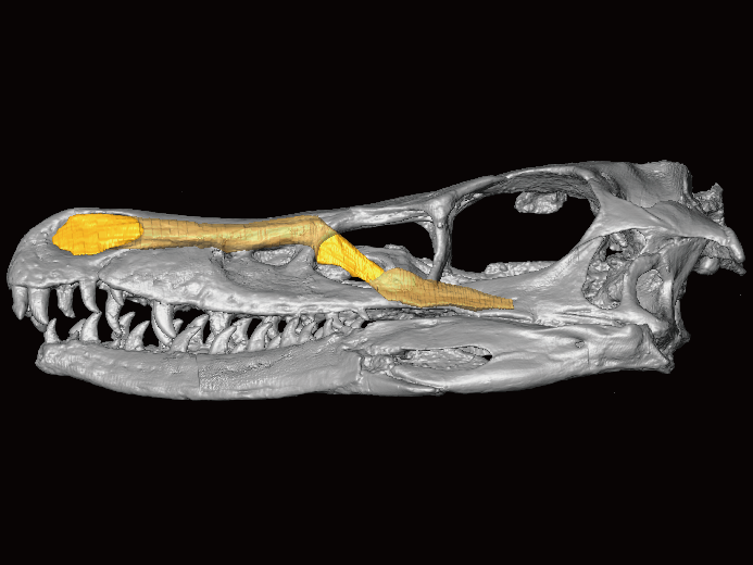 肉食恐竜ベロキラプトルの頭骨と鼻腔