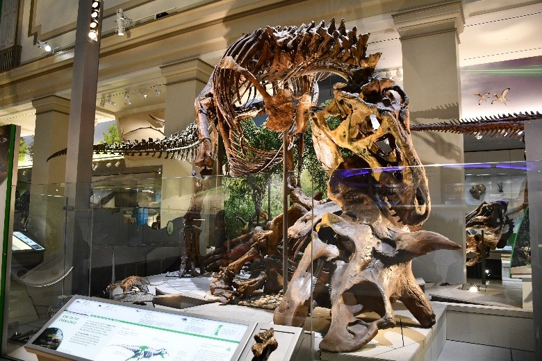 スミソニアン国立自然史博物館で展示されているティラノサウルスとトリケラトプス