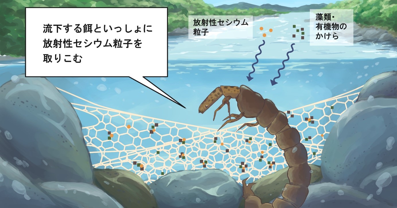 水生昆虫への放射性セシウム粒子の移行を解明 ―体組織への吸収は確認