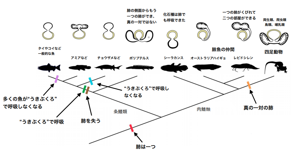 脊椎動物の水から陸への進出にともなう肺の進化を世界で初めて解明