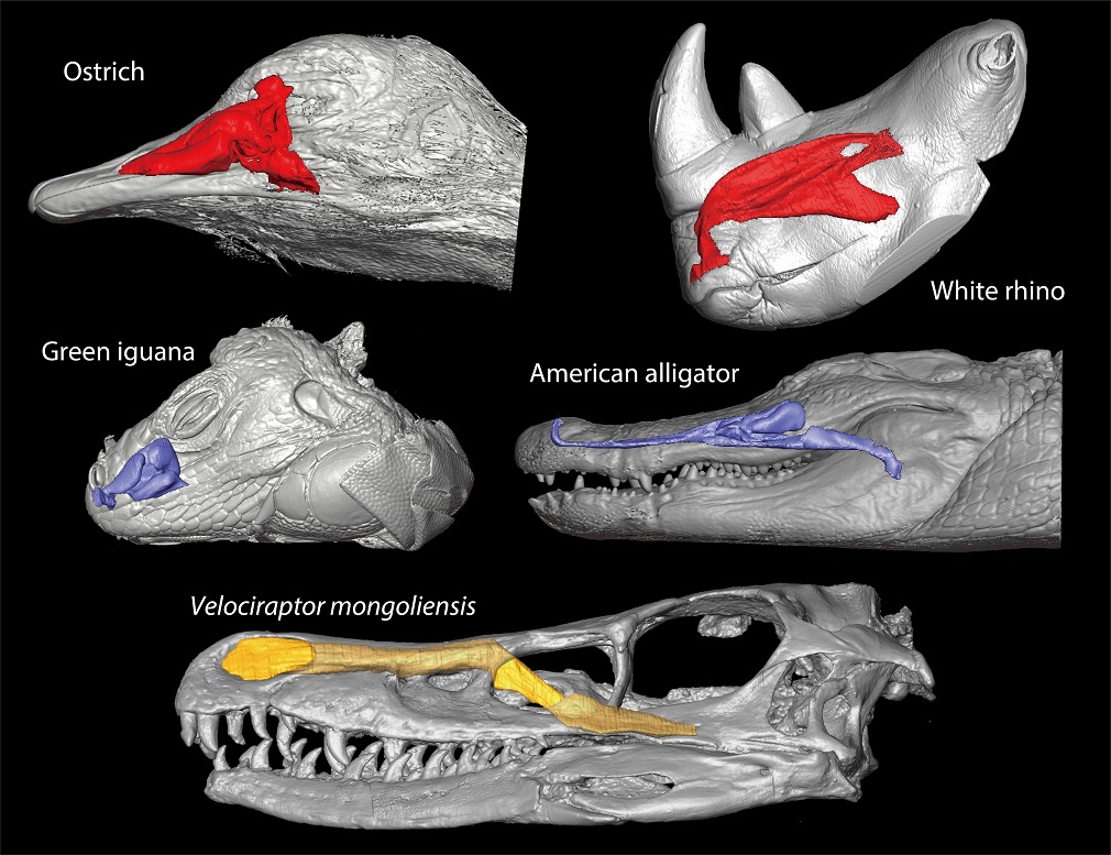 How to cool your brain? These animals use their nose