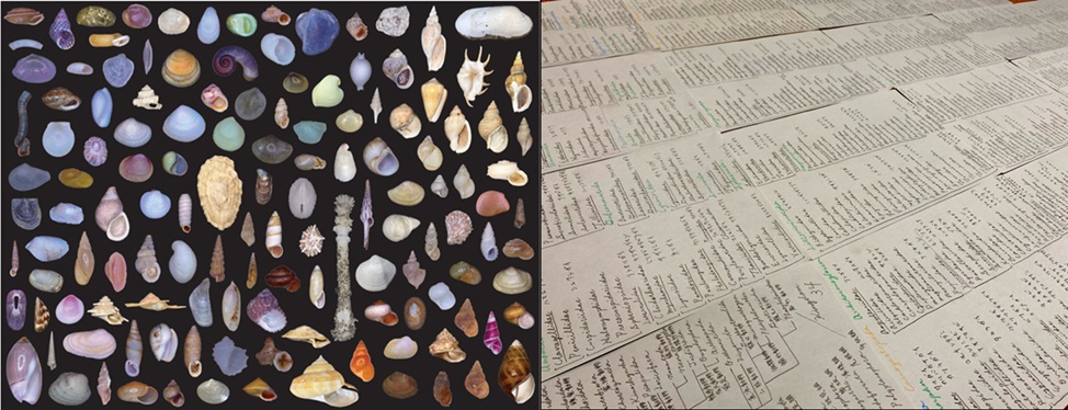 軟体動物の科名における命名法調査：観察した標本の一部（左）と系統関係整理の様子（右）