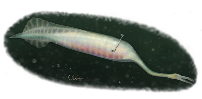 The Tully monster