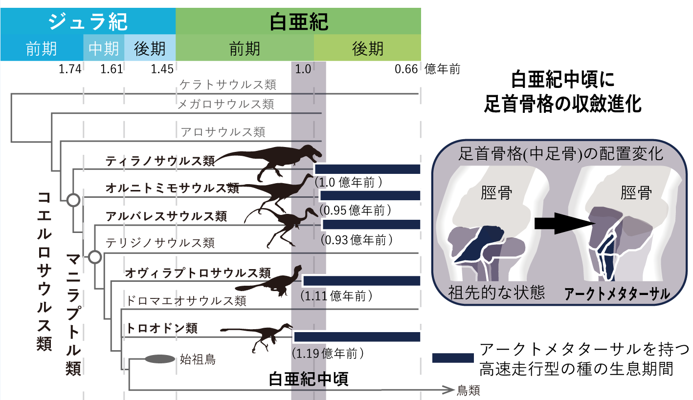 恐竜の走行能力の進化の解明 ～白亜紀は恐竜高速化の時代だった～ | 東京大学 理学部 地球惑星物理学科・地球惑星環境学科／大学院理学系研究科 ...
