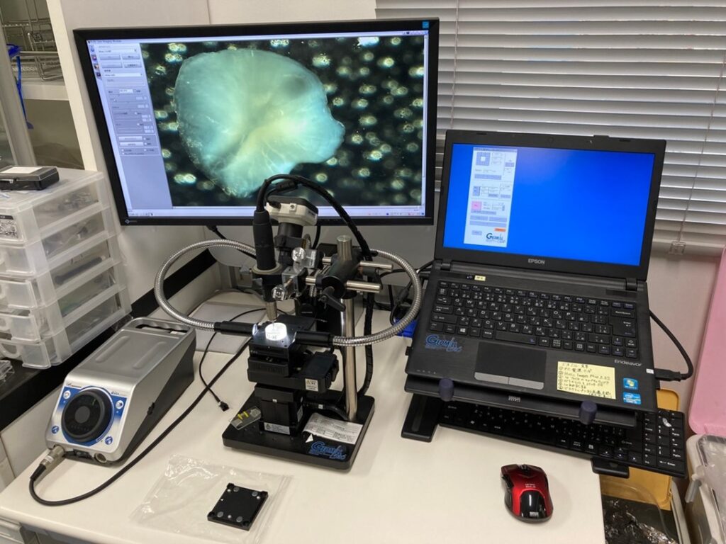 耳石の分析の様子