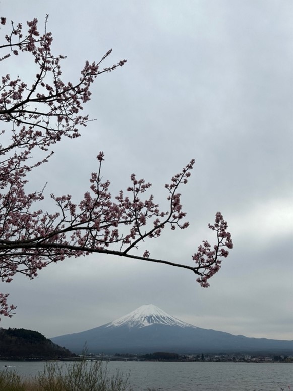  Mount Fuji during sakura season